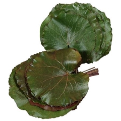 Galax Urceolata 20cm