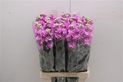 Matth Iron Hot Pink