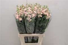 Matth Iron Apricot