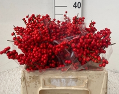 Ilex Vert (RODE Bes) 35cm