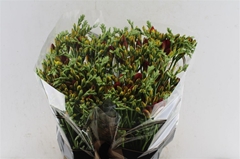 Fr Du Ruby Red 54cm 24gram 23