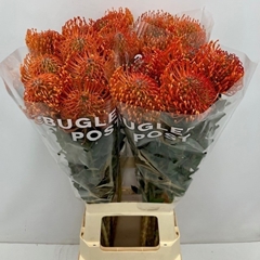 Leuco Ayoba Man Zest 80cm