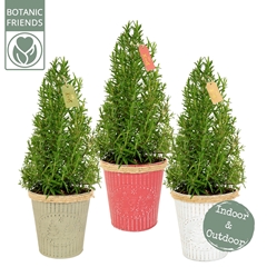 Tuinkr Rosmarinus 15Ø 50cm