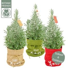 Lavan Angustifolia 15Ø 45cm