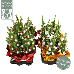 Picea Other 10Ø 35cm