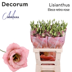 Eus G Ele Retro Rose 70cm