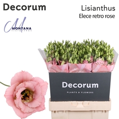 Eus G Ele Retro Rose 70cm