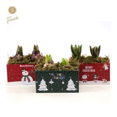 Arr Hyacinth H% 16Ø 15cm