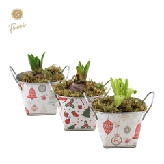 Arr Hyacinth H% 16Ø 23cm