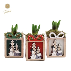 Arr Hyacinth H% 9Ø 15cm