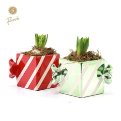 Arr Hyacinth H% 11Ø 16cm