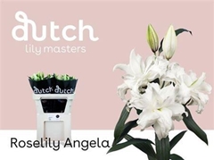 Li Or Du Rl Angela 90cm 45+