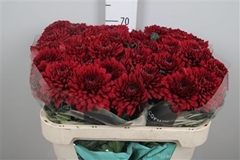 Chr G Lamira Red 70cm 80gram