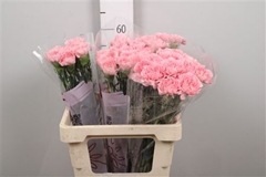 Di St Pink Montezuma 60cm 23