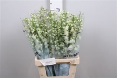 Delph El Guard White 70cm 34