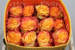 R Gr High & Yel Magi 60cm