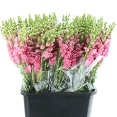 Antir Opus Pink 60cm