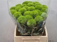 Di Barb. Green Trick 45cm 24