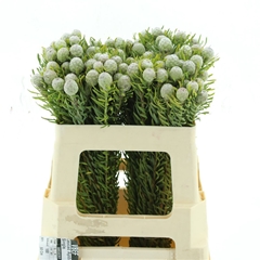 Leucad Ga Silv Pearl 50cm