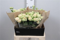 R Tr Whitney 60cm 65+