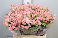 R Tr Odilia 60cm 55+
