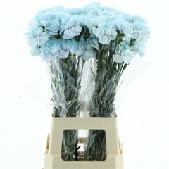 Di St Ov Klb 21% 70cm 23