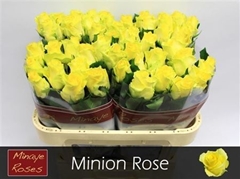 R Gr Minion Rose 70cm