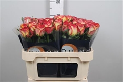 Tu En Stargazer 70cm 23