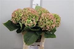 Hydr Verena Classic 65cm 19cm Ø