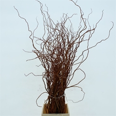 Salix Golden Curls 100cm