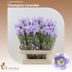 Camp M Champion Lave 70cm