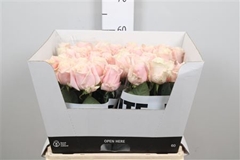 R Gr Sweet Avalan + 60cm