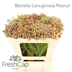 Berzelia Lanuginosa 50cm