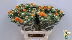 Carth T Zanzibar 80cm