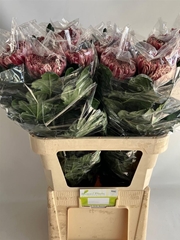 Chr G Regalmist Rood 80cm 140gram