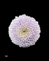 Chr S Dusty Pastel Milka