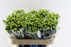 Hyper Coco Bamboo Green 70cm