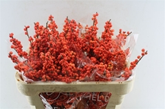 Ilex Oudijks Orange 70cm
