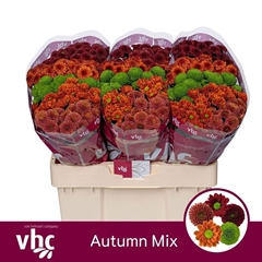 Chr San Mixed 55cm 110g