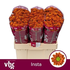 Chr San Aaa Insta 55cm 100g