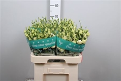 Eust G Rosita Yellow 70cm