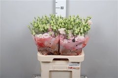 Eus G Celeb Queen 70cm