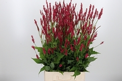 Persicaria Firedance 90cm