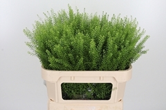 Thlaspi Green Bell 70cm 20gram