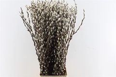 Salix Ca Snow Flake 90cm