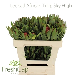 Leucad Procerum 50cm