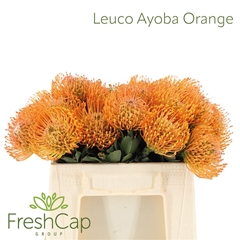 Leuco Ayoba Orange 35cm