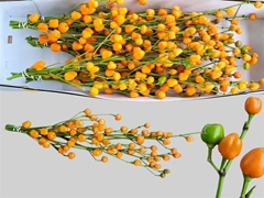 Caps Ov Oranje Bs 70cm