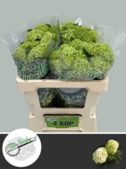 Viburnum Roseum St 50cm