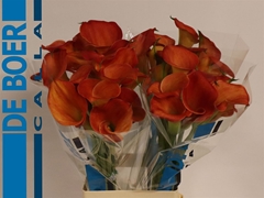 Zanted Sunset Passion 70cm